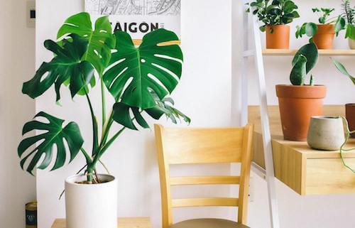 Pianta di monstera deliciosa per decorare un angolo della casa.