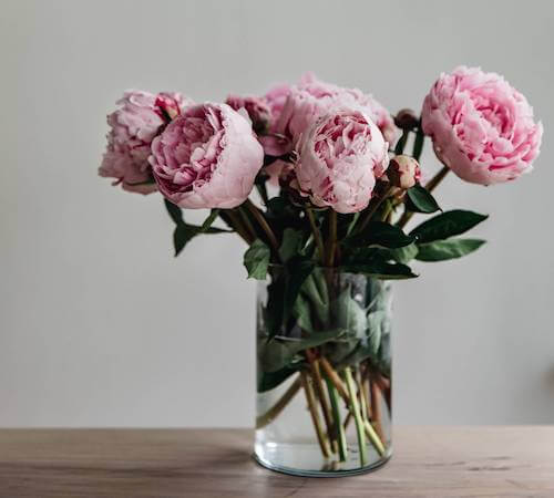 Fiori di peonia dentro un vaso di vetro. Piante e fiori colorati.