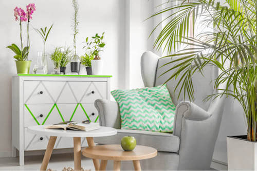 Piante e fiori colorati: come usarli nella decorazione
