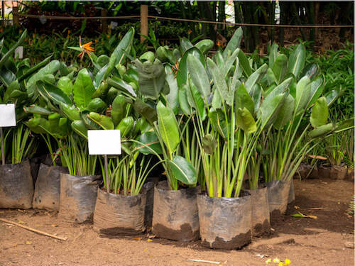 Piante in un vivaio.