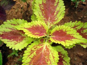 Coleus: come coltivare in casa questa bellissima pianta
