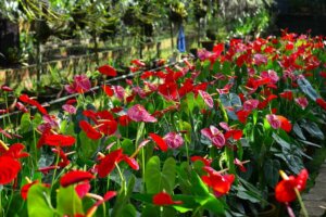 Piante rosse per riempire di gioia il giardino