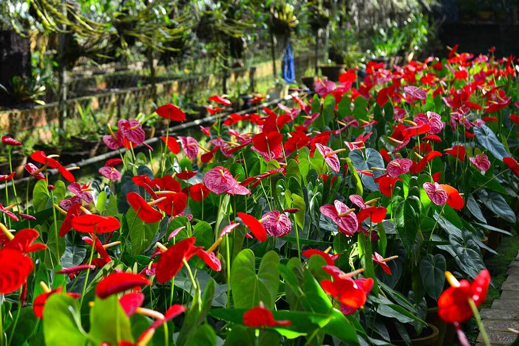 Piante rosse per riempire di gioia il giardino