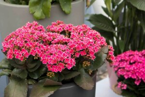 Kalanchoe: piante belle e facili da curare