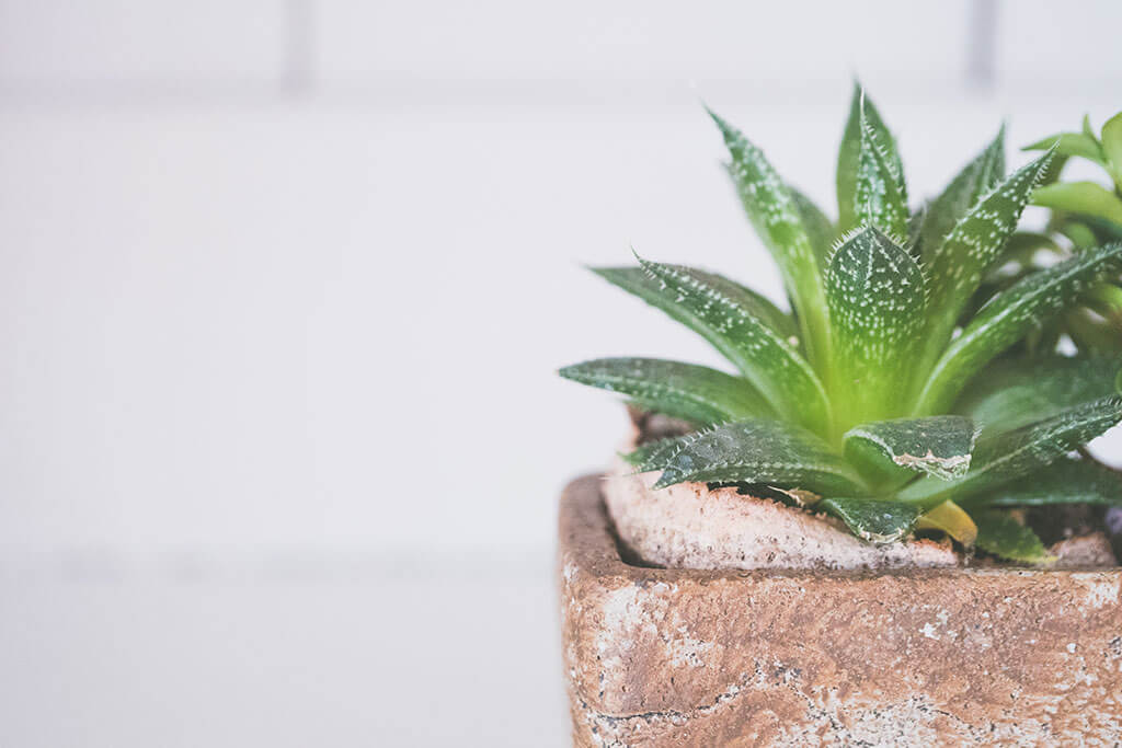 Aloe vera, come prendersene cura in casa