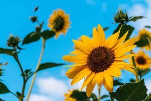 I girasoli, gialli e radiosi come il sole