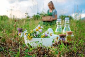 Le piante medicinali da coltivare in casa