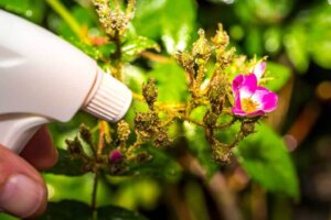 I benefici dell'aceto per le piante