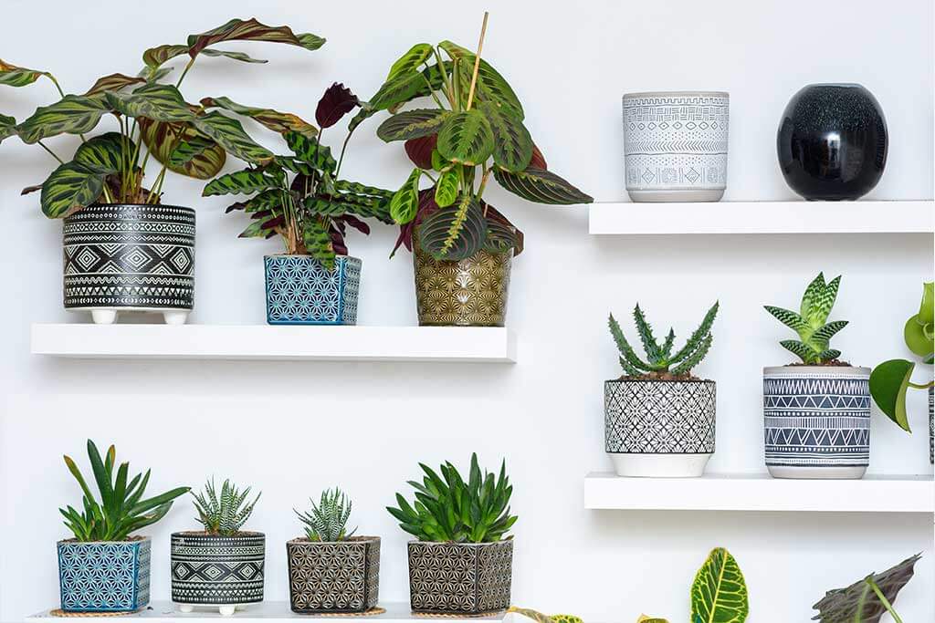 Piante positive consigliate dal Feng Shui