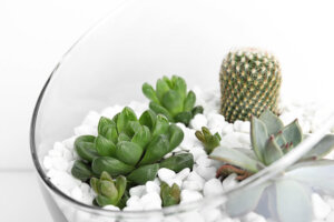 Differenze tra cactus e piante succulente