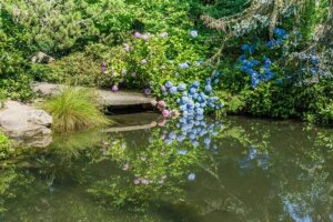 Piante acidofile: cosa sono e come prendersene cura?