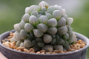 Haworthia cooperi, una strana e bella succulenta