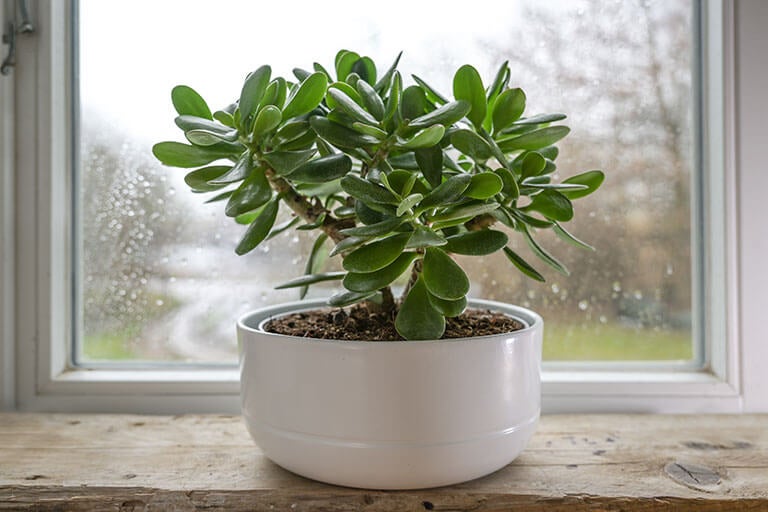 Albero di giada, una grande succulenta