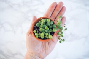 Mini piante per giardinieri con piccoli spazi