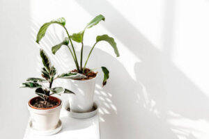 Calatea, una pianta che cambia durante il giorno