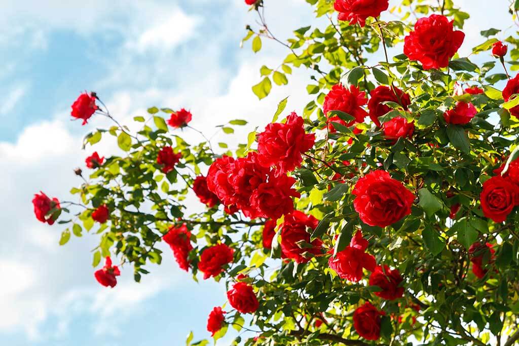 Guida alla coltivazione e alla cura delle rose