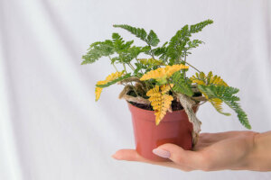 Come evitare che le piante d'appartamento ingialliscano