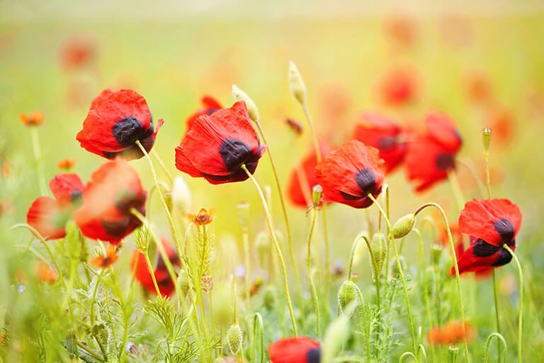 Papavero: come prendersi cura di questo fiore selvatico