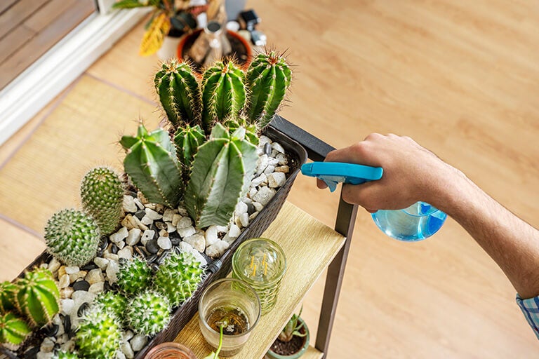 Errori comuni nella cura dei cactus