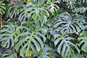 La Costola di Adamo: caratteristiche e cura