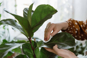 Ficus lyrata: una pianta tropicale di tendenza