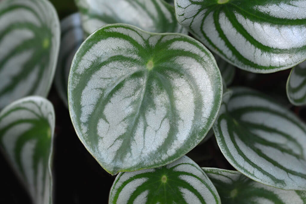 Peperomia, una pianta bella e di facile manutenzione
