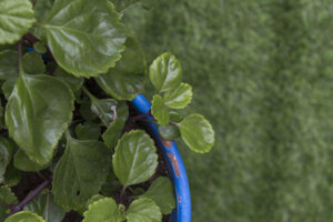 Pianta dei soldi: varietà e cura