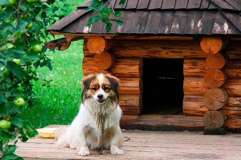 Come dipingere e rinnovare la cuccia del cane