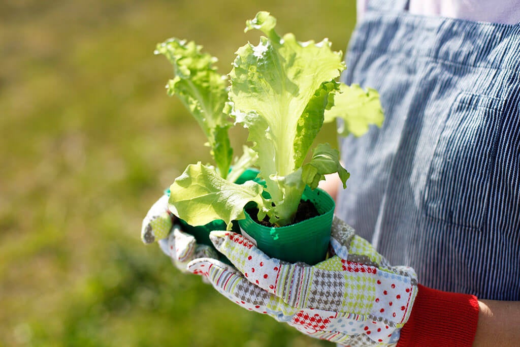 5 piante da orto da coltivare in casa