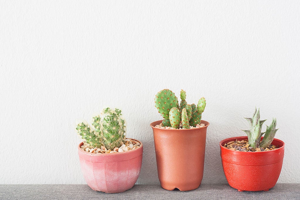 Piante negative e tossiche che non dovrebbero stare al chiuso